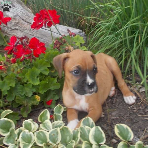 Charkey, Boxer Puppy